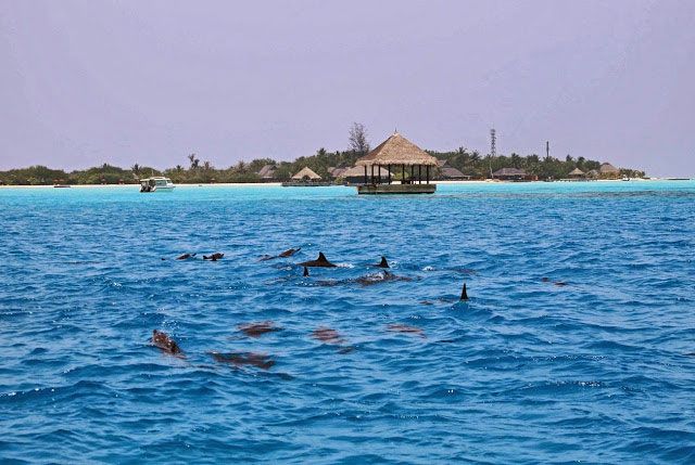 dolphin near taj maldives